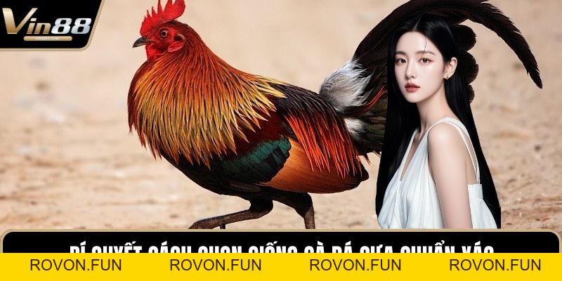 Cách Chọn Giống Gà Đá Cựa Sắt Hiệu Quả Nhất Hiện Nay - rovon
