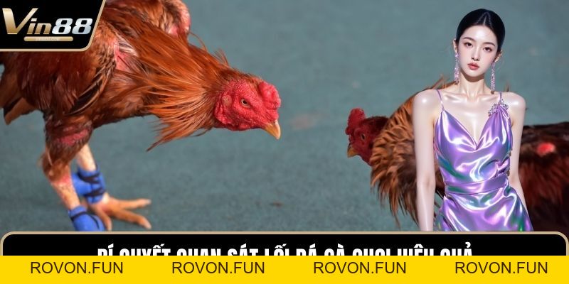Cách Chọn Giống Gà Đá Cựa Sắt Hiệu Quả Nhất Hiện Nay - rovon