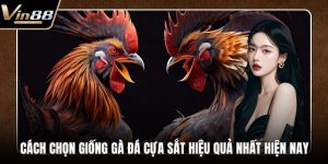 Đá Gà VIN88 - Thiên Đường Chọi Gà Thưởng Cực Khủng - rovon
