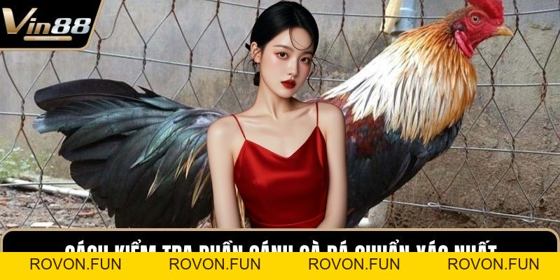 Cách Chọn Giống Gà Đá Cựa Sắt Hiệu Quả Nhất Hiện Nay - rovon