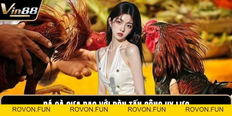 Đá Gà VIN88 - Thiên Đường Chọi Gà Thưởng Cực Khủng - rovon
