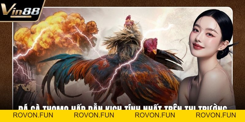Đá Gà Thomo Hấp Dẫn Kịch Tính Nhất Trên Thị Trường - rovon