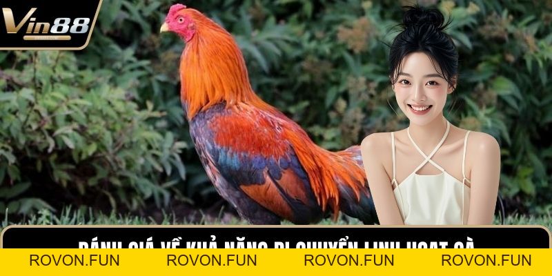 Mẹo Chơi Đá Gà Chiến Thuật Hay Mang Lại Tiền Thưởng - rovon