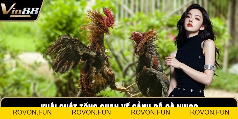 Đá Gà VIN88 - Thiên Đường Chọi Gà Thưởng Cực Khủng - rovon