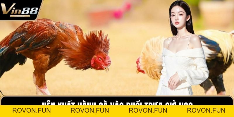 Phong Thủy Trong Đá Gà Mang Đến Cơ Hội Chiến Thắng - rovon