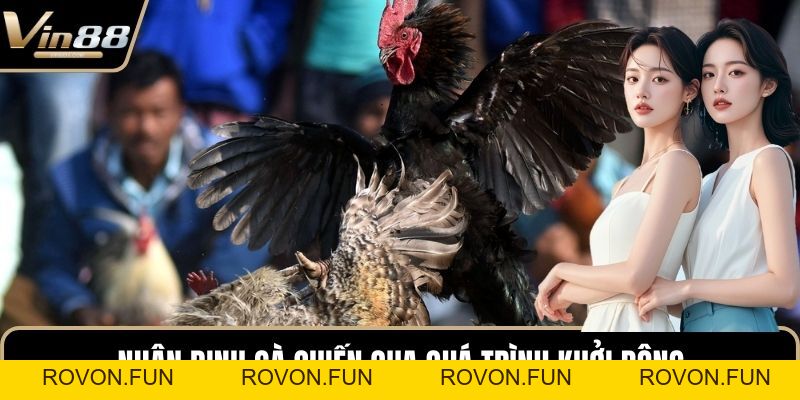 Đá Gà Thomo Hấp Dẫn Kịch Tính Nhất Trên Thị Trường - rovon