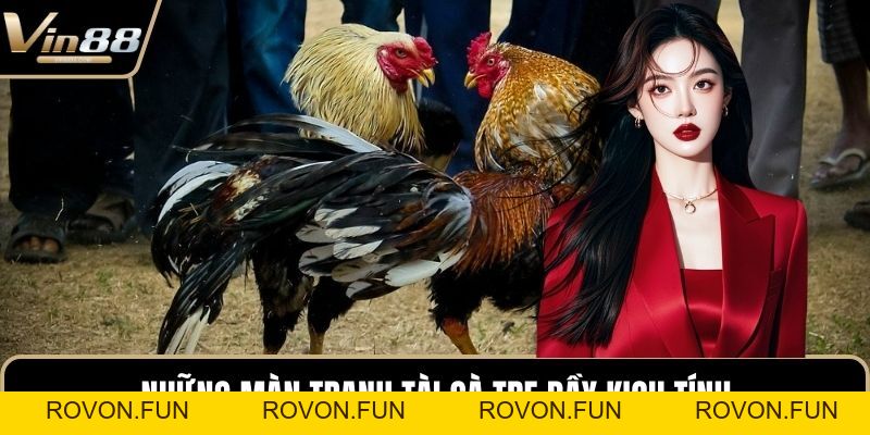 Đá Gà Thomo Hấp Dẫn Kịch Tính Nhất Trên Thị Trường - rovon