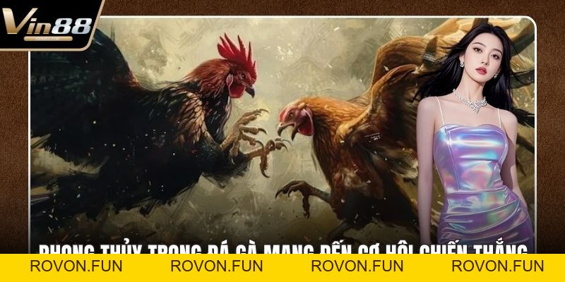 Đá Gà Thomo Hấp Dẫn Kịch Tính Nhất Trên Thị Trường - rovon