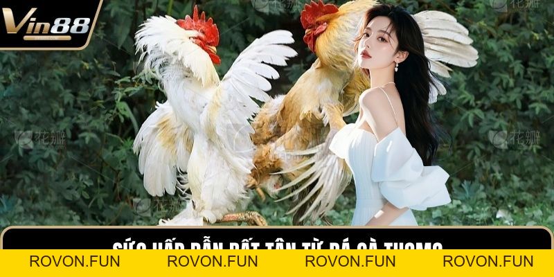 Đá Gà Thomo Hấp Dẫn Kịch Tính Nhất Trên Thị Trường - rovon