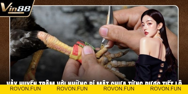 Đá Gà Thomo Hấp Dẫn Kịch Tính Nhất Trên Thị Trường - rovon