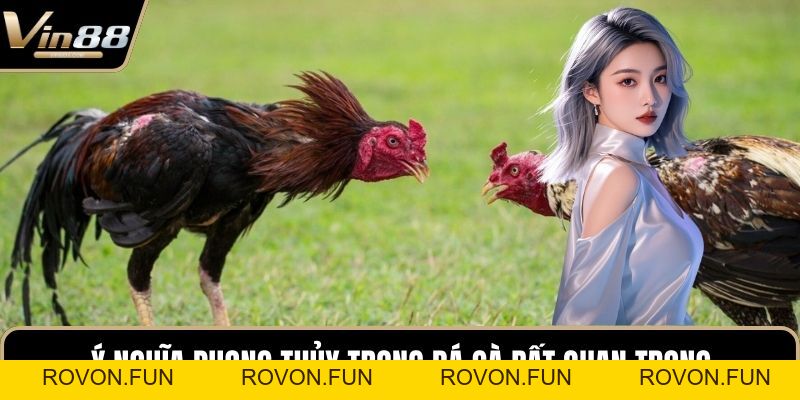 Phong Thủy Trong Đá Gà Mang Đến Cơ Hội Chiến Thắng - rovon